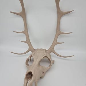 Wendigo skull mask, halloween, fancy dress, horror, skeleton, skull mask