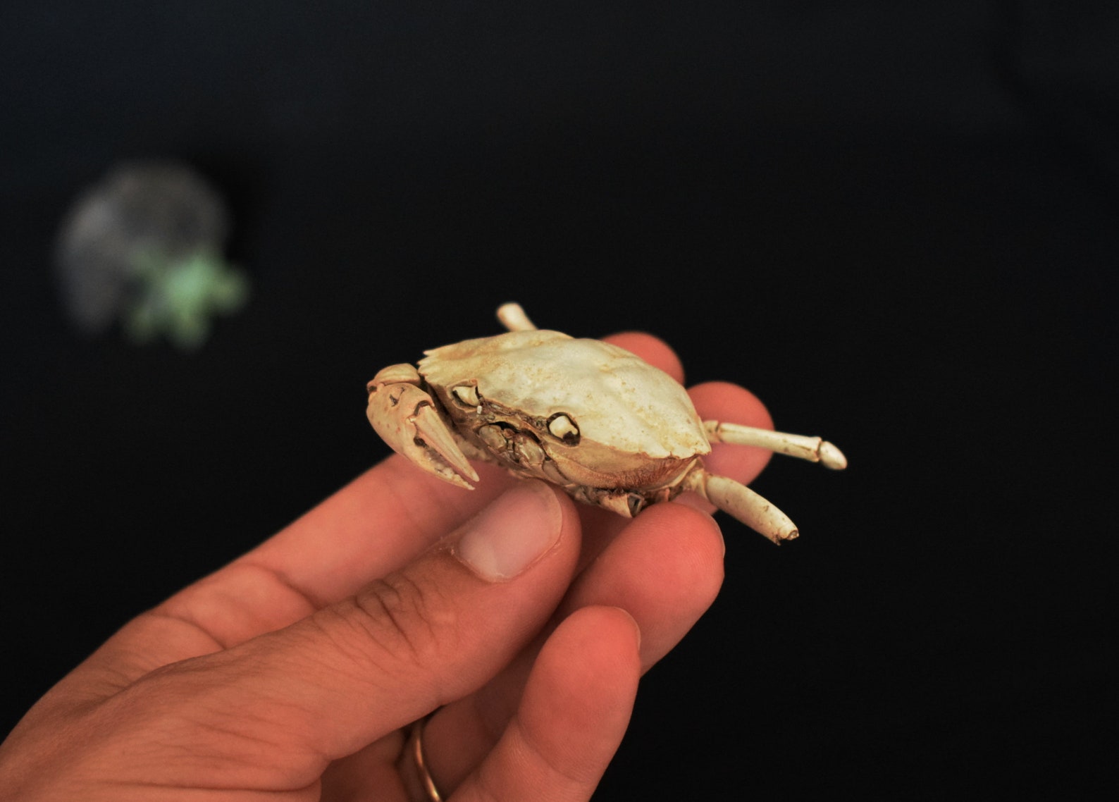 Echte Krabbe Echte Schwimmkrabbe Taxidermy Meeresleben | Etsy