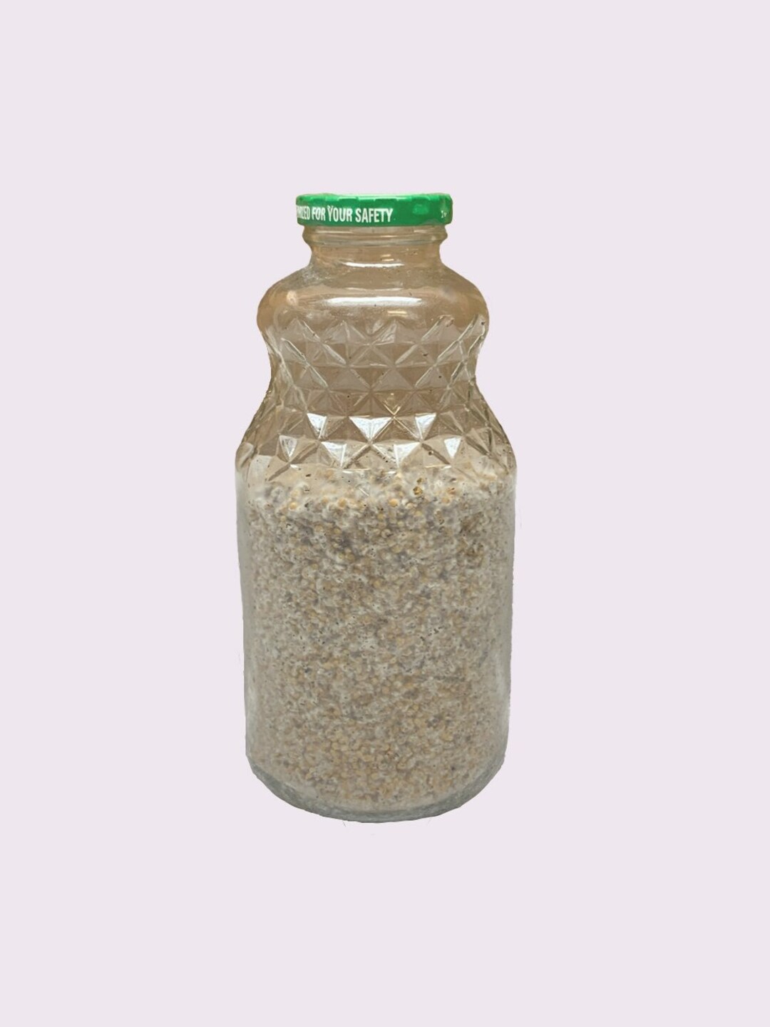 Mycelium Grain Spawn White Millet Mushroom Supplies Etsy