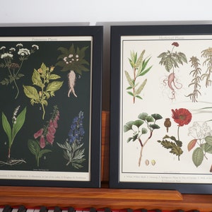 Botanical Posters / Medicinal Plants Poster / Poisonous Plants Poster / Dark Academia Prints