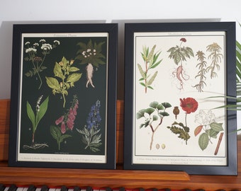 Botanical Posters / Medicinal Plants Poster / Poisonous Plants Poster / Dark Academia Prints