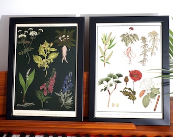 Pósteres botánicos / Póster de plantas medicinales / Póster de plantas venenosas / Láminas de estilo Dark Academia
