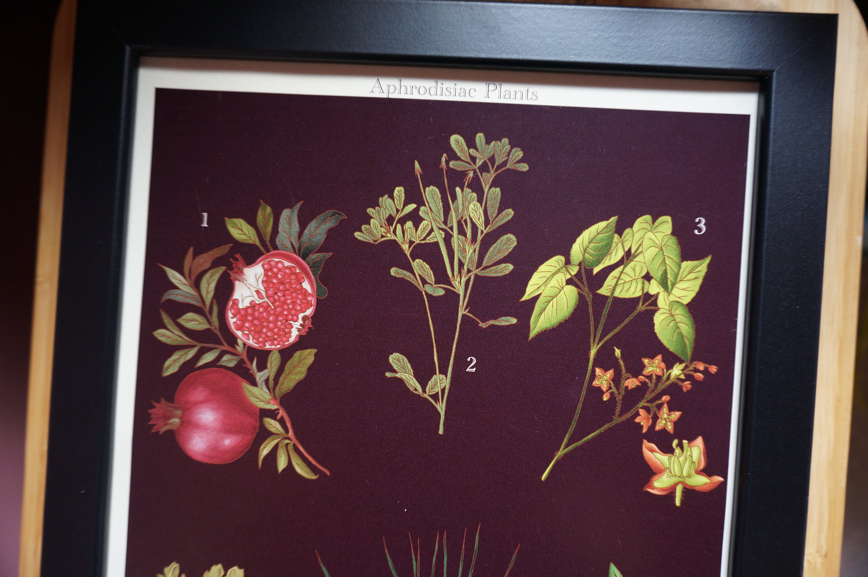 Aphrodisiac Botanical Posters / Plants Poster / Dark Academia Prints /  Vintage Style Botanical Prints - Etsy