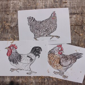 LIMITED EDITION | 3 Breeds of Chicken | Set of 3 Chicken Breeds Art Prints | 100% Recycled Paper | A4 Landscape Framable