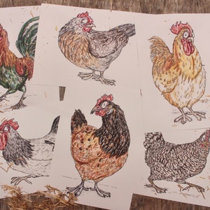 LIMITED EDITION | 6 Breeds of Chicken | Set of 6 Chicken Breeds Art Prints | 100% Recycled Paper | A4 Framable