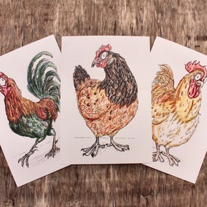 LIMITED EDITION | 3 Breeds of Chicken | Set of 3 Chicken Breeds Art Prints | 100% Recycled Paper | A4 Portrait Framable