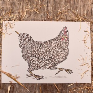 LIMITED EDITION | Scots Grey Hen Print | Chicken Breeds Art Print | 100% Recycled Paper | A4 Landscape Framable