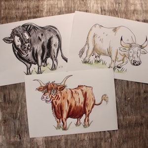 Breeds of Cattle | Set of Three Art Prints | 100% Recycled Paper | A4 Landscape Framable