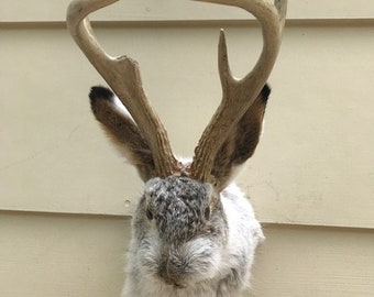 Real Jackalope Pictures