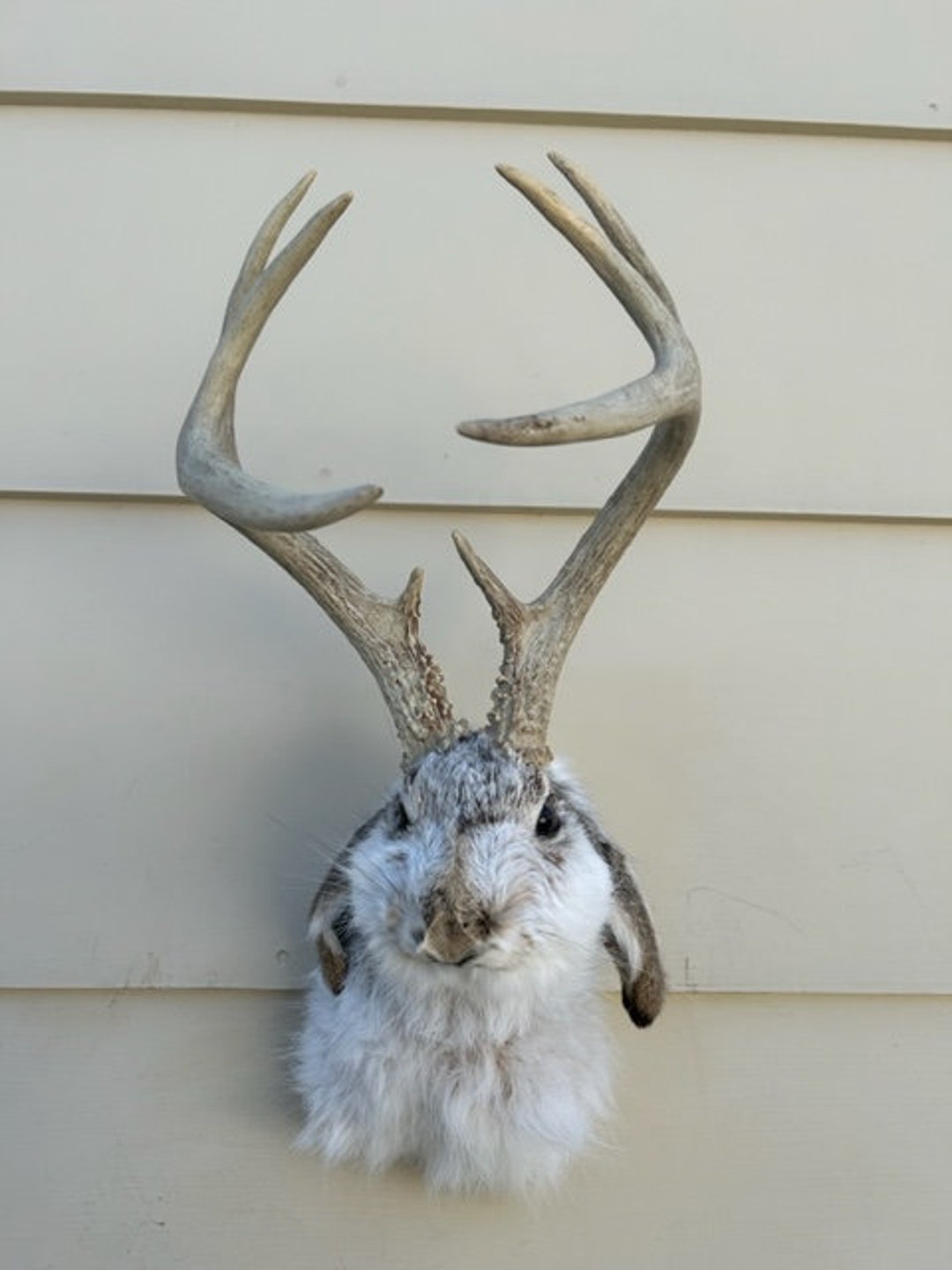 JACKALOPE TAXIDERMY Real Unique Symmetrical Tall Wide 8 Pointer 4X4 With Plaque real Jackrabbit