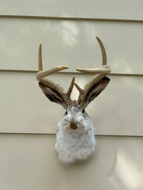 JACKALOPE TAXIDERMY Unique Symmetrical Smal Six Pointer (3x3