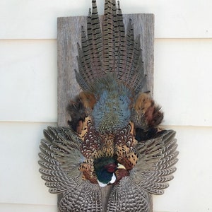 May include: A pheasant feather wall decor with a brown wooden background. The pheasant feathers are arranged in a fan shape with the tail feathers at the top and the wings spread out on either side. The feathers are a mix of brown, black, white, and green.