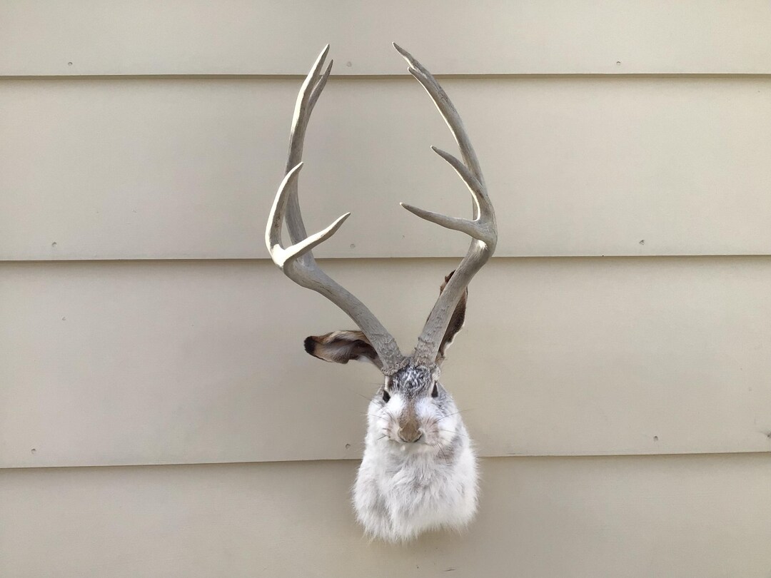 JACKALOPE TAXIDERMY Mount Unique Big and Tall 8 Pointer (4x4),