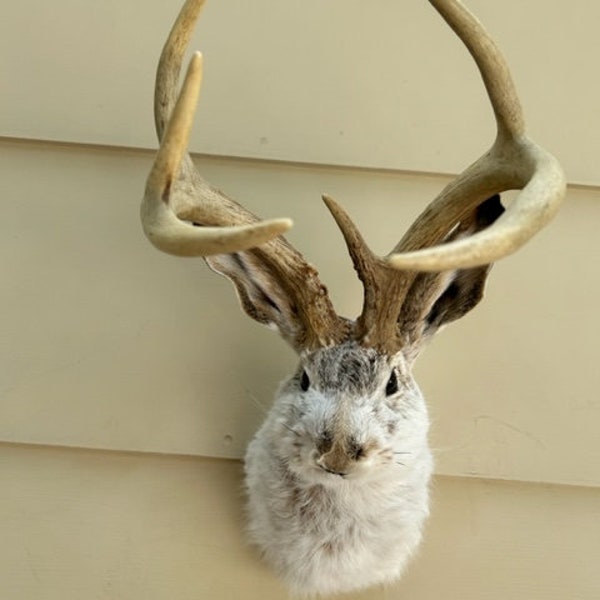 Jackalope Taxidermy Etsy