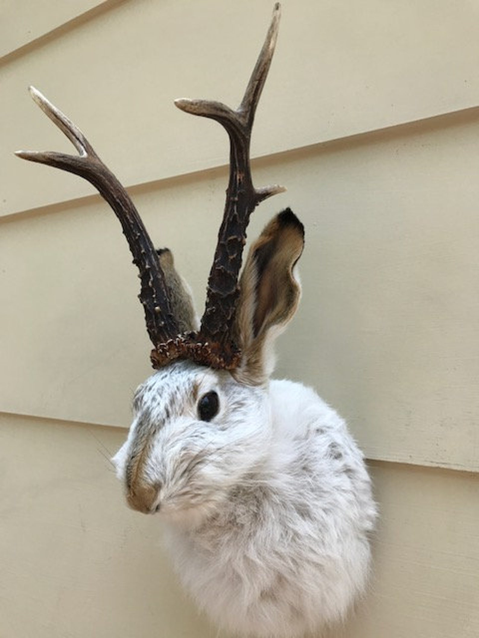 JACKALOPE TAXIDERMY 6 pointer Real Jackrabbit Real Roe Deer Etsy