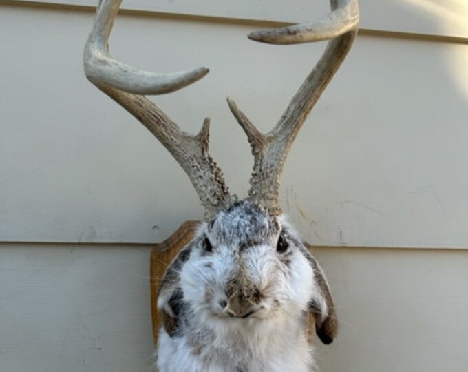 JACKALOPE TAXIDERMY Real Unique Symmetrical Tall Wide 8 Pointer 4X4 With Plaque real Jackrabbit