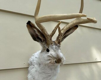 JACKALOPE TAXIDERMY Unique Symmetrical Smal Six Pointer (3x3