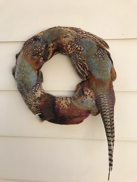 CHRISTMAS PHEASANT Feather WREATH Taxidermy 20 inches 5 pheasant pelts with Tail