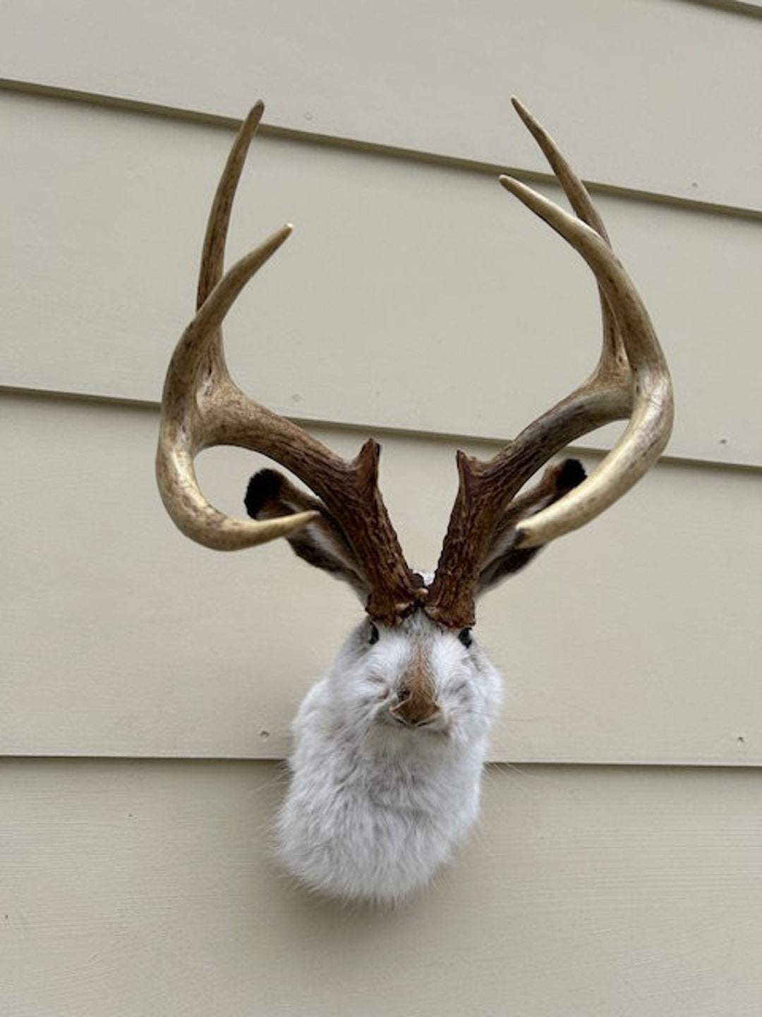JACKALOPE TAXIDERMY Very Symmetrical Eight Pointer 4X4 real Jackrabbit