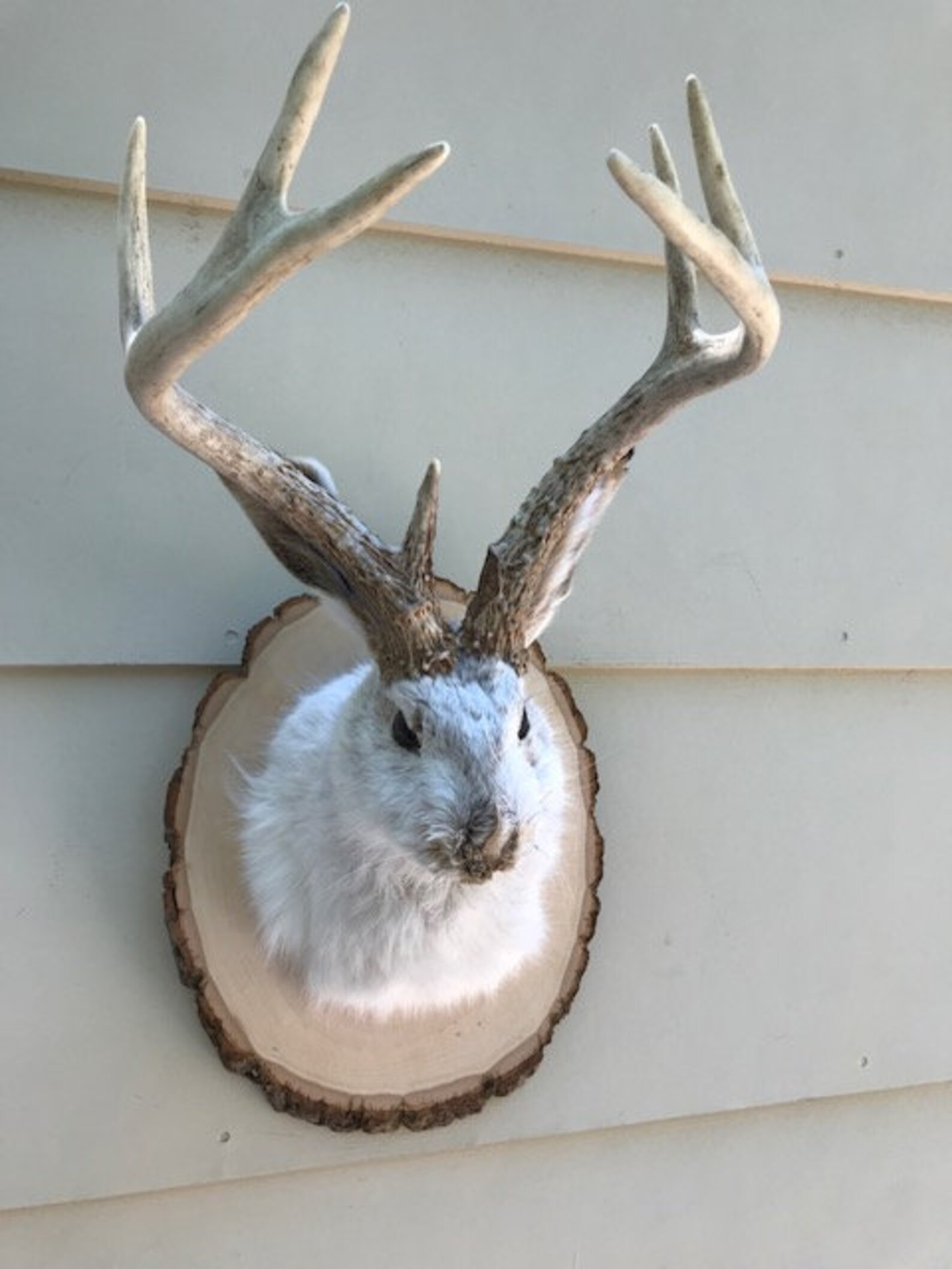 JACKALOPE TAXIDERMY Tall 7 pointer Real Jackrabbit Real Deer Etsy
