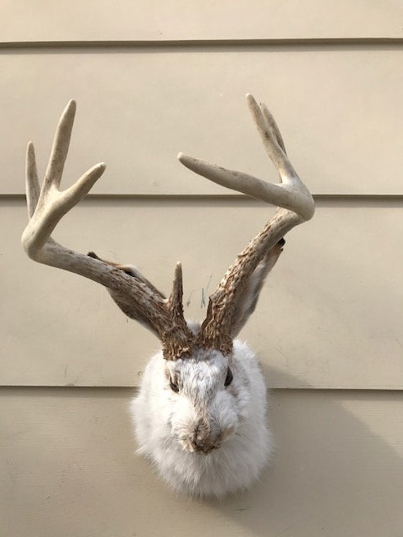 JACKALOPE TAXIDERMY Tall 7 pointer Real Jackrabbit Real Deer Etsy