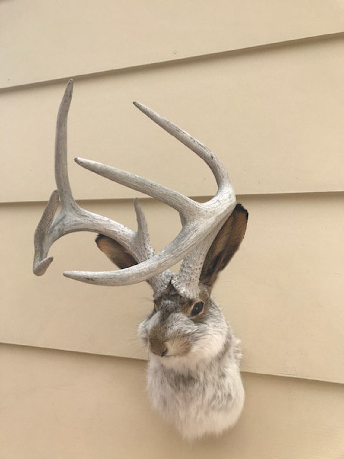 JACKALOPE TAXIDERMY real Jackrabbit Real Deer Antlers Tall Etsy