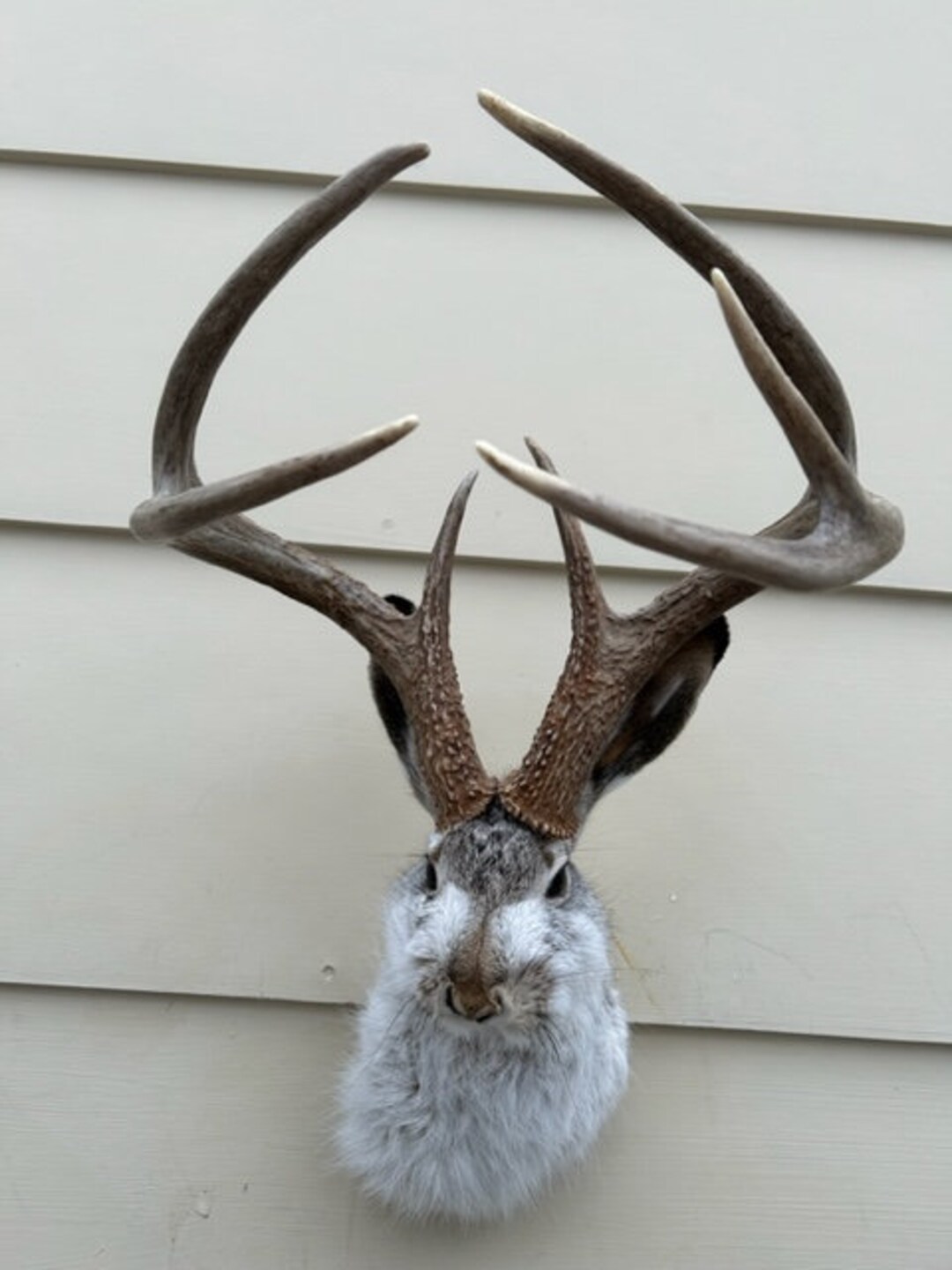 JACKALOPE TAXIDERMY Very Nice Tall and Wide Dark Brown Seven Pointer 3X4 real Jackrabbit Real