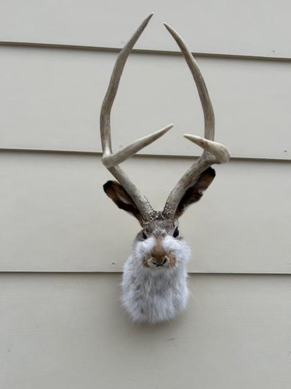 100% Genuine Animal Taxidermy Life Size Jackalope Head Mount Real Antlers 100% Genuine Animal Taxidermy Life Size Jackalope Head Mount Real Antlers