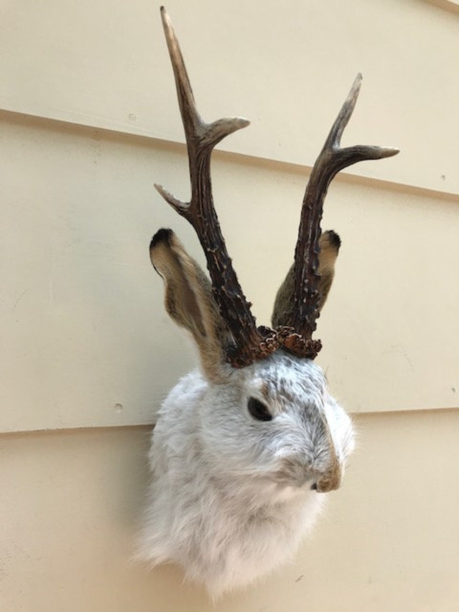 JACKALOPE TAXIDERMY 6 pointer Real Jackrabbit Real Roe Deer Etsy