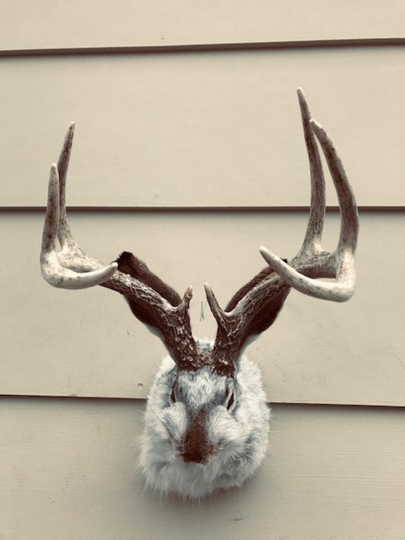JACKALOPE TAXIDERMY Large et Blanc 8 pointeurs Real Etsy