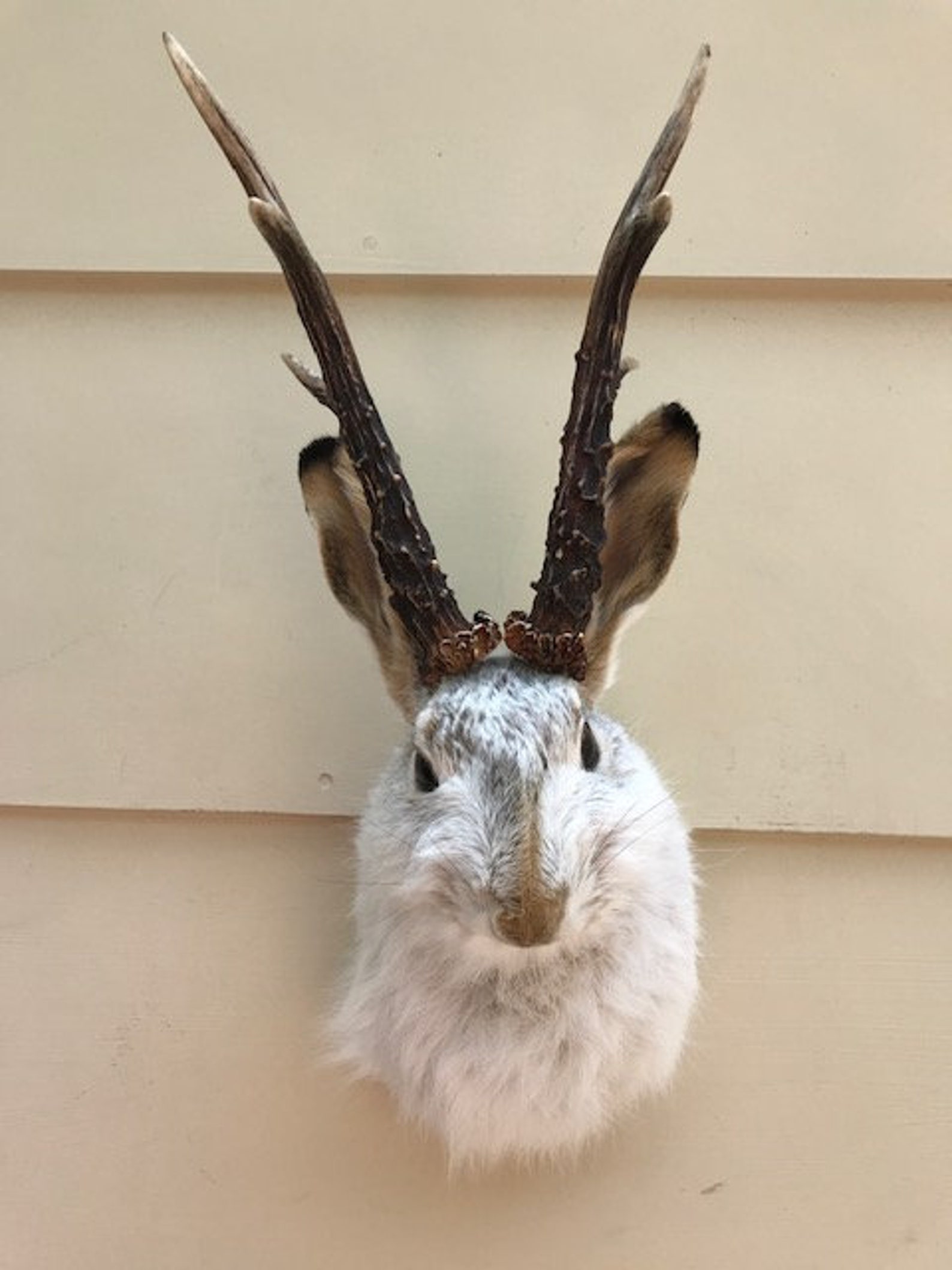 JACKALOPE TAXIDERMY 6 pointer Real Jackrabbit Real Roe Deer Etsy