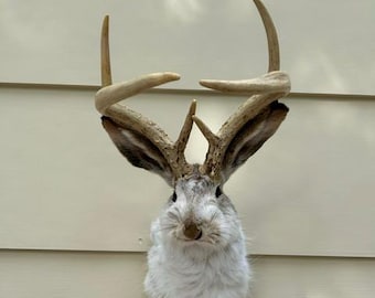 JACKALOPE TAXIDERMY Unique Symmetrical Smal Six Pointer (3x3