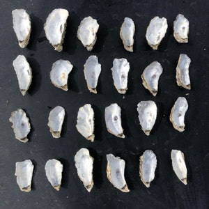 Peut inclure: Une collection de 24 coquilles d'huîtres blanches de différentes tailles et formes, disposées en rangées sur une surface noire.