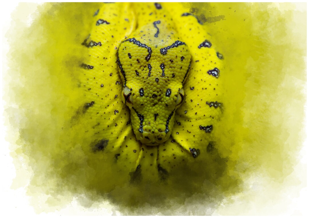 Green Tree Python Watercolour A4 Print - Etsy