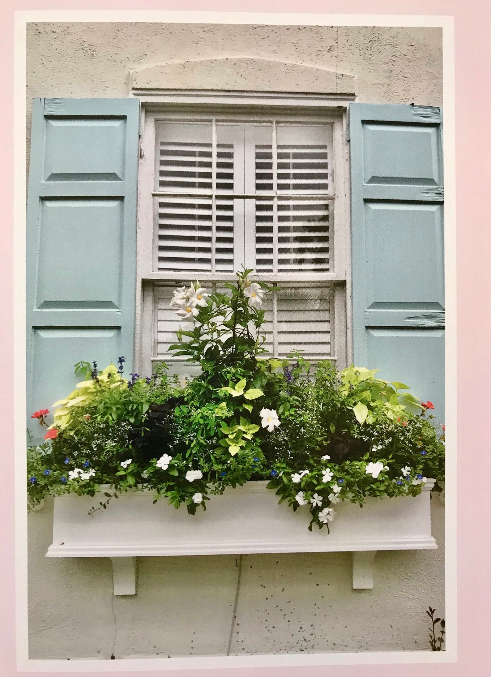 CHARLESTON WINDOW BOXES . Charleston Poster . Historic Etsy