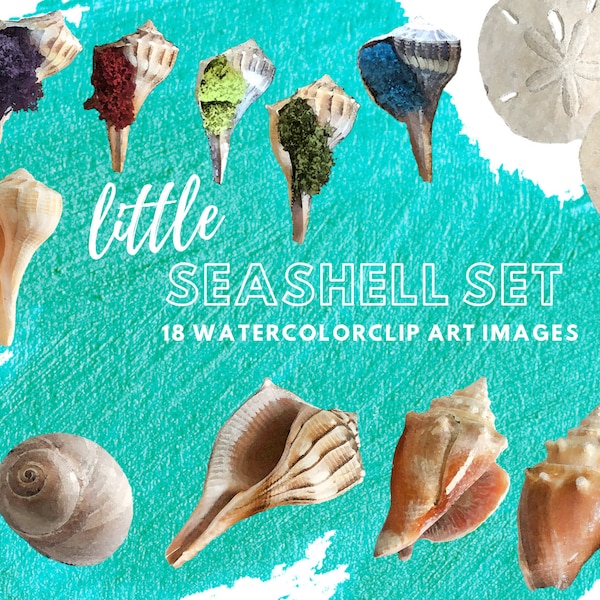 Watercolor Seashell Clip Art Digital Art | 300 dpi | PNG | Clipart, Seashell, Shell, Sand Dollar, Moss