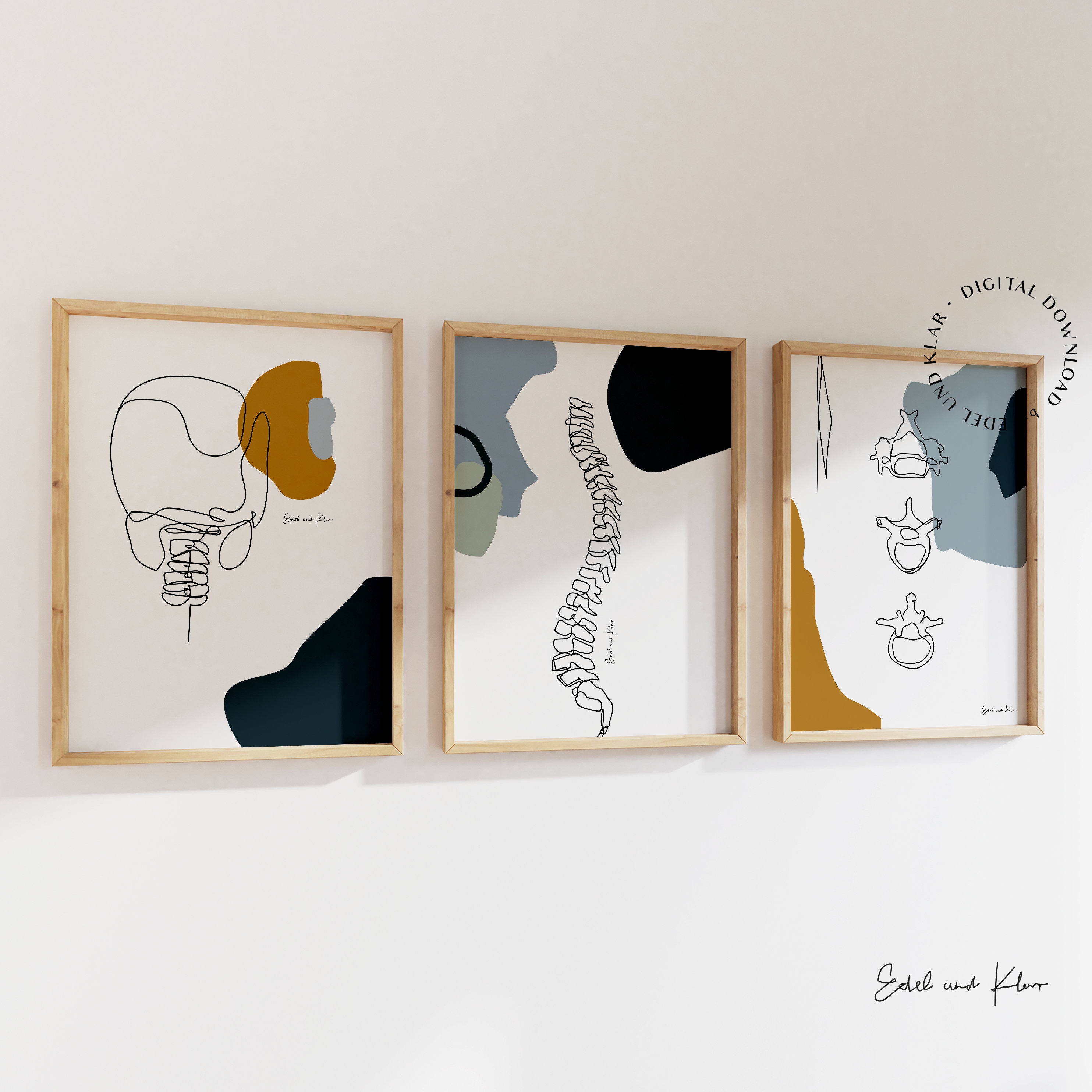 解剖学セット（ブルー）｜椎骨、脊椎解剖図、カイロプラクティック