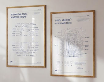 Könnte beinhalten: Zwei gerahmte Poster mit blauen Linienillustrationen der Zahnanatomie. Das linke Poster zeigt die internationalen Zahnnumerierungssysteme für erwachsene Zähne. Das rechte Poster zeigt einen Querschnitt eines menschlichen Zahns mit Beschriftungen für die verschiedenen Teile.