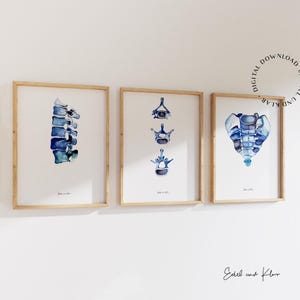 Puede incluir: Tres ilustraciones de acuarela enmarcadas de la columna vertebral humana. Las ilustraciones están en tonos azules y representan diferentes secciones de la columna vertebral.
