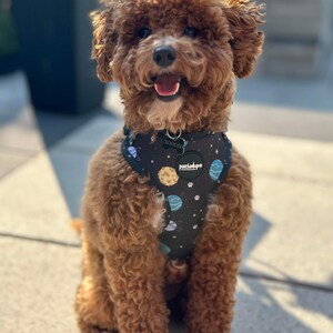 May include: A brown and white poodle dog wearing a black and blue dog harness with a planet and star pattern. The harness has a black tag that says "BOOGIE" and a round tag that says "poochtype".
