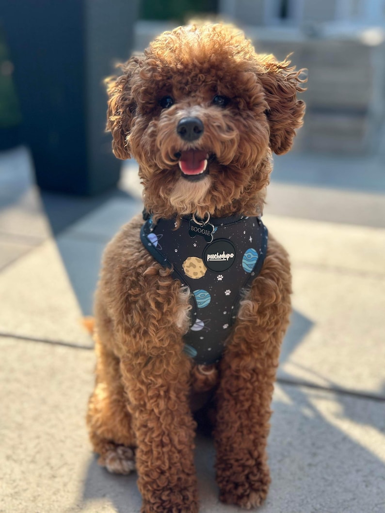 May include: A brown and white poodle dog wearing a black and blue dog harness with a planet and star pattern. The harness has a black tag that says "BOOGIE" and a round tag that says "poochtype".