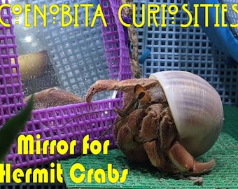 Hermit Crab Vanity Mirror