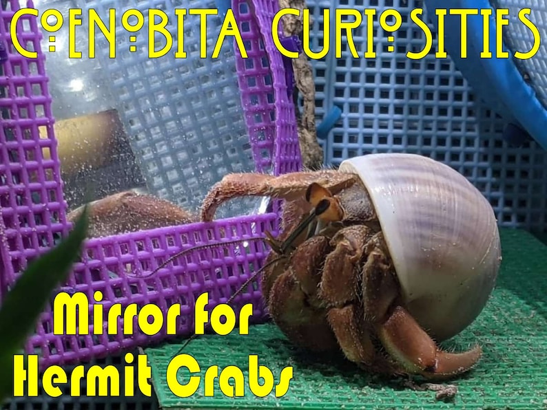 Hermit Crab Vanity Mirror image 1