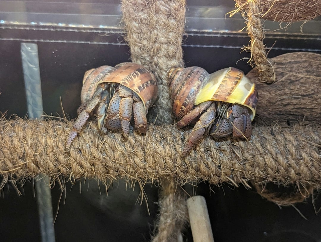 Organic Coconut/ Hemp Twine Wrapped Tension Rods for Pet Hermit Crabs