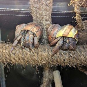 Organic Coconut or Hemp Twine Wrapped Tension Rods / Hermit Crab Decor / Hermit Crab Enrichment / LHCOS Approved Store / Crab Con /