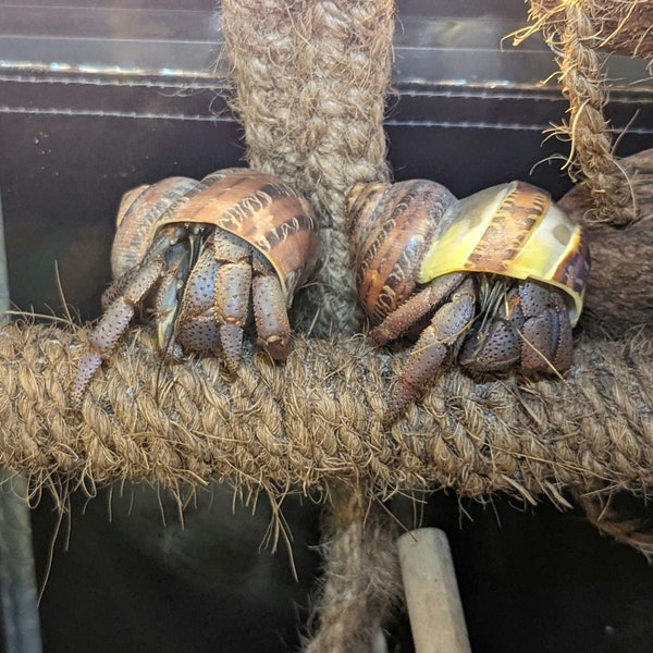 Hemp or Coconut Tension Rod: Hermit Crab Climbing Enrichment (10.5-15" Length)
