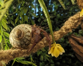 May include: A brown hermit crab with a patterned shell is climbing on a rope. The crab is holding onto the rope with its claws. There is a yellow flower in the background.