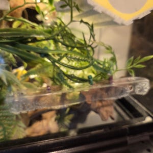 K&ouml;nnte beinhalten: Eine durchsichtige Acryl-Ablage, die in einem Glasgeh&auml;use montiert ist, mit rechteckiger Form, abgerundeten Ecken und einem kleinen kreisf&ouml;rmigen Loch an einer Seite, platziert zwischen k&uuml;nstlichem gr&uuml;nem Blattwerk und Holz.