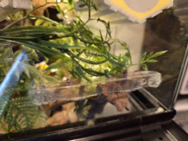 K&ouml;nnte beinhalten: Eine durchsichtige Acryl-Ablage, die in einem Glasgeh&auml;use montiert ist, mit rechteckiger Form, abgerundeten Ecken und einem kleinen kreisf&ouml;rmigen Loch an einer Seite, platziert zwischen k&uuml;nstlichem gr&uuml;nem Blattwerk und Holz.