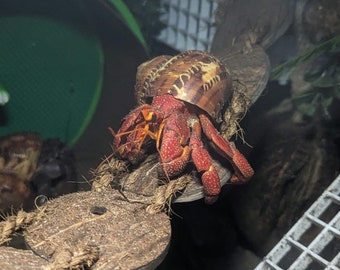 May include: A vibrant red hermit crab with textured claws and legs, nestled inside a brown and tan patterned shell. The crab is perched on a natural rope and wooden platform, showcasing its habitat.